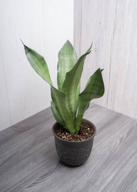 Snake Plant Moonshine 4" NURSERY POT ONLY