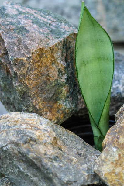 Snake Plant Moonshine 4" NURSERY POT ONLY