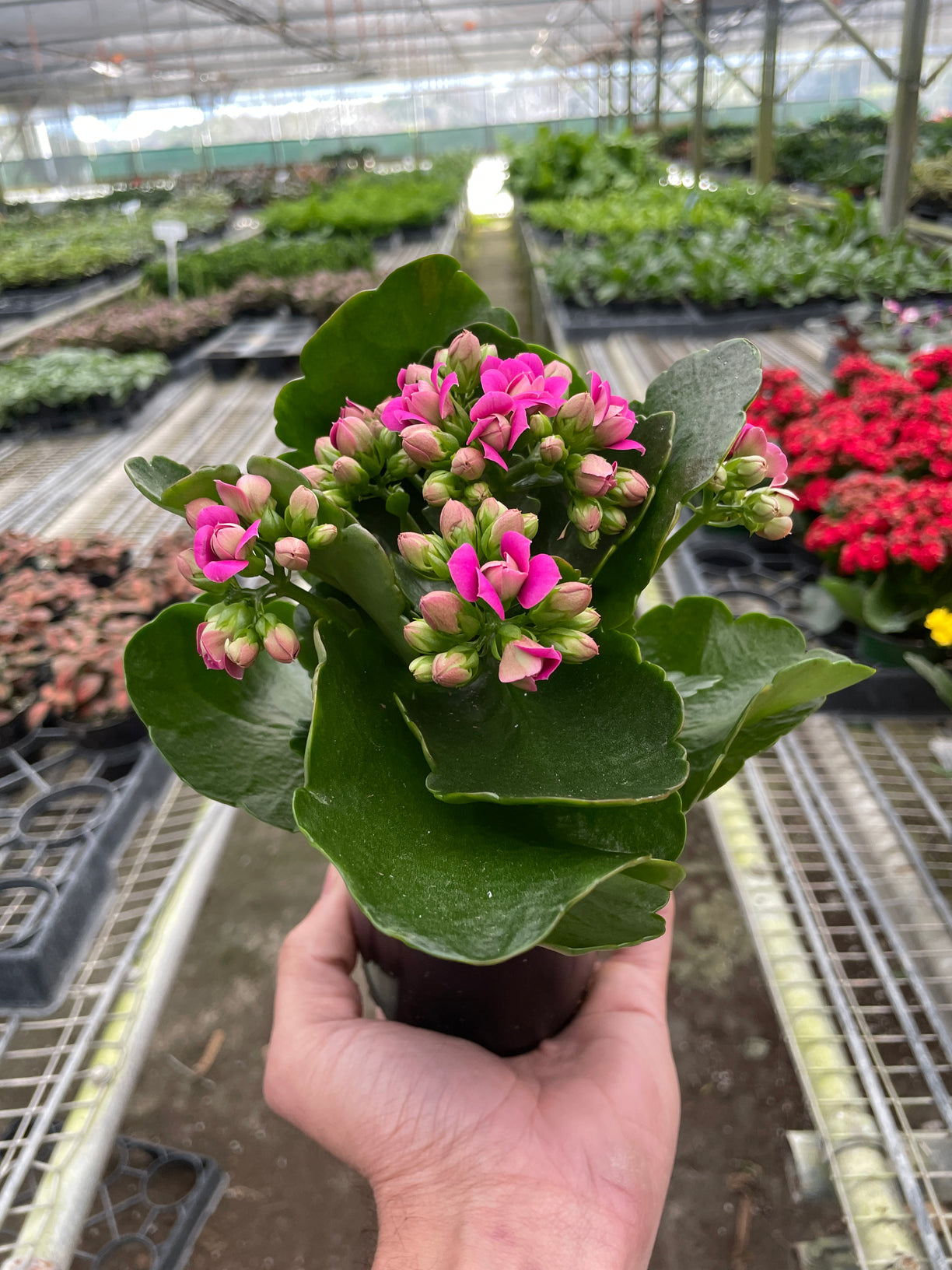 Kalanchoe 'Pink' 4” NURSERY POT ONLY