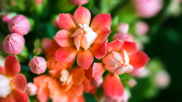 Kalanchoe 'Pink' 4” NURSERY POT ONLY