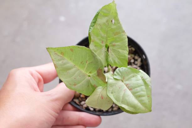 Syngonium 'Milk Confetti' 4” NURSERY POT ONLY