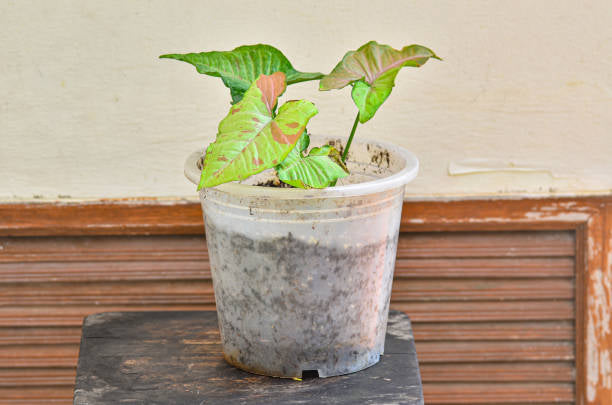 Syngonium 'Milk Confetti' 4” NURSERY POT ONLY