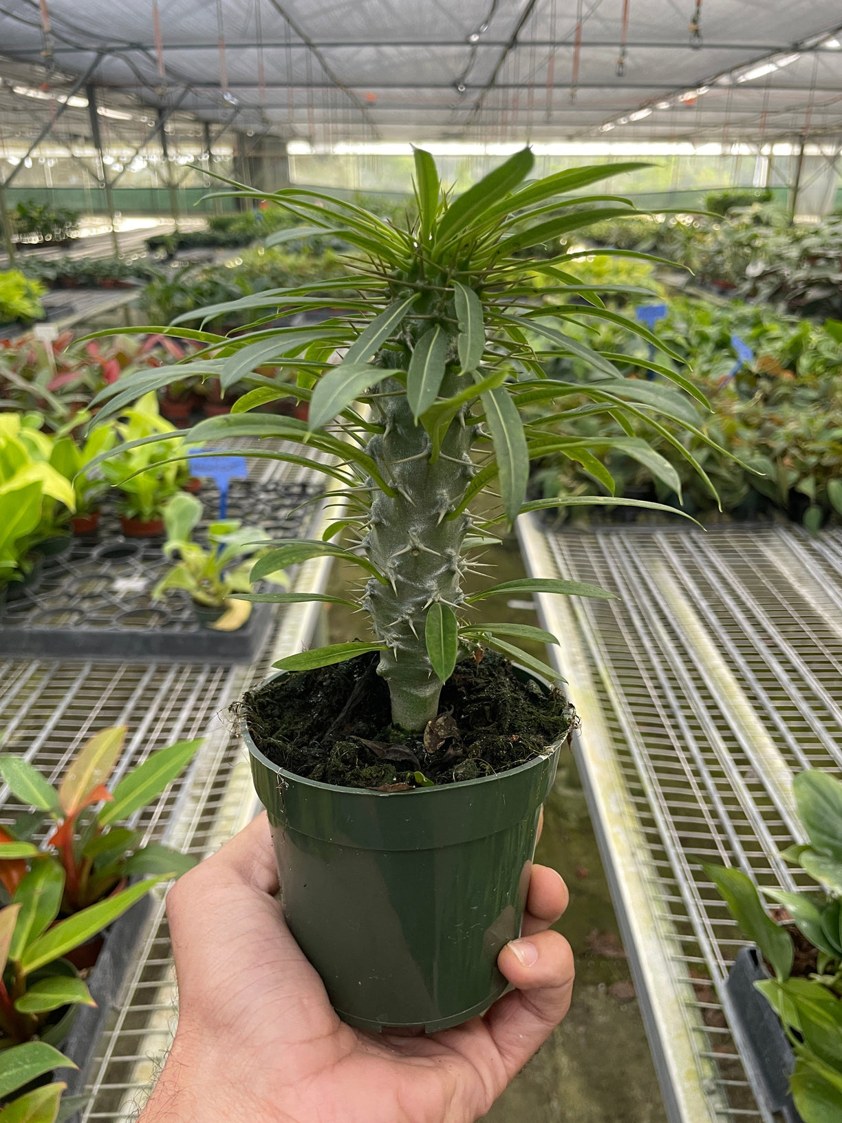 Pachypodium 'lamerei' (Madagascar Palm) 4” NURSERY POT ONLY