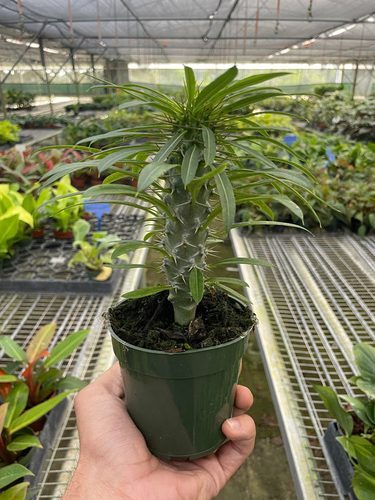 Pachypodium 'lamerei' (Madagascar Palm) 4” NURSERY POT ONLY