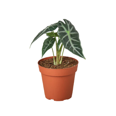 Alocasia Amazonica 'Bambino' 4” NURSERY POT ONLY