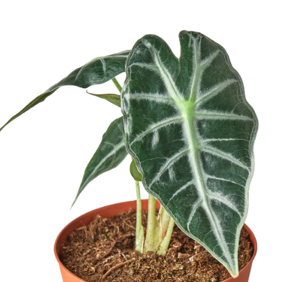 Alocasia Amazonica 'Bambino' 4” NURSERY POT ONLY