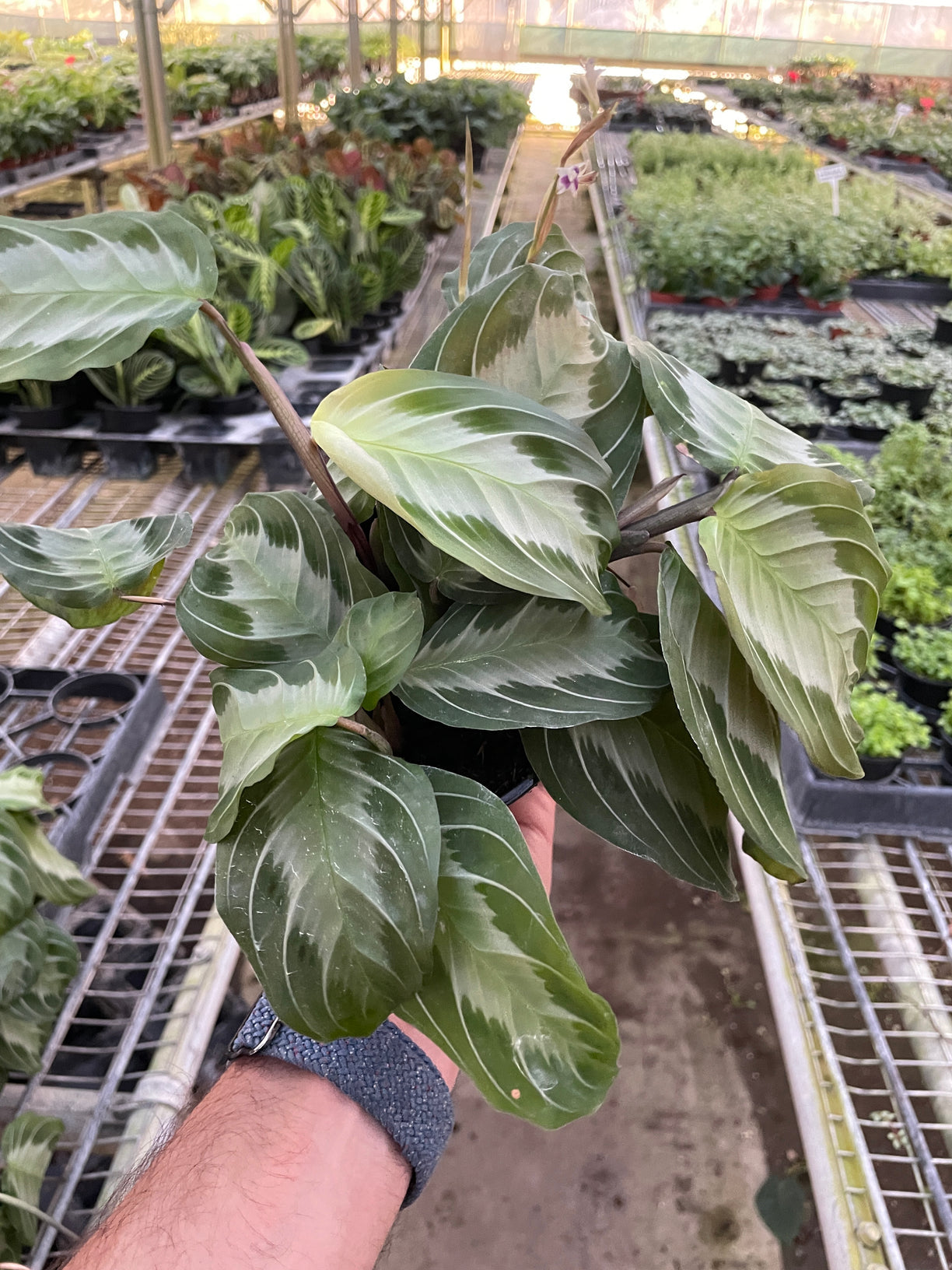 Maranta 'Silver Band' 4” NURSERY POT ONLY