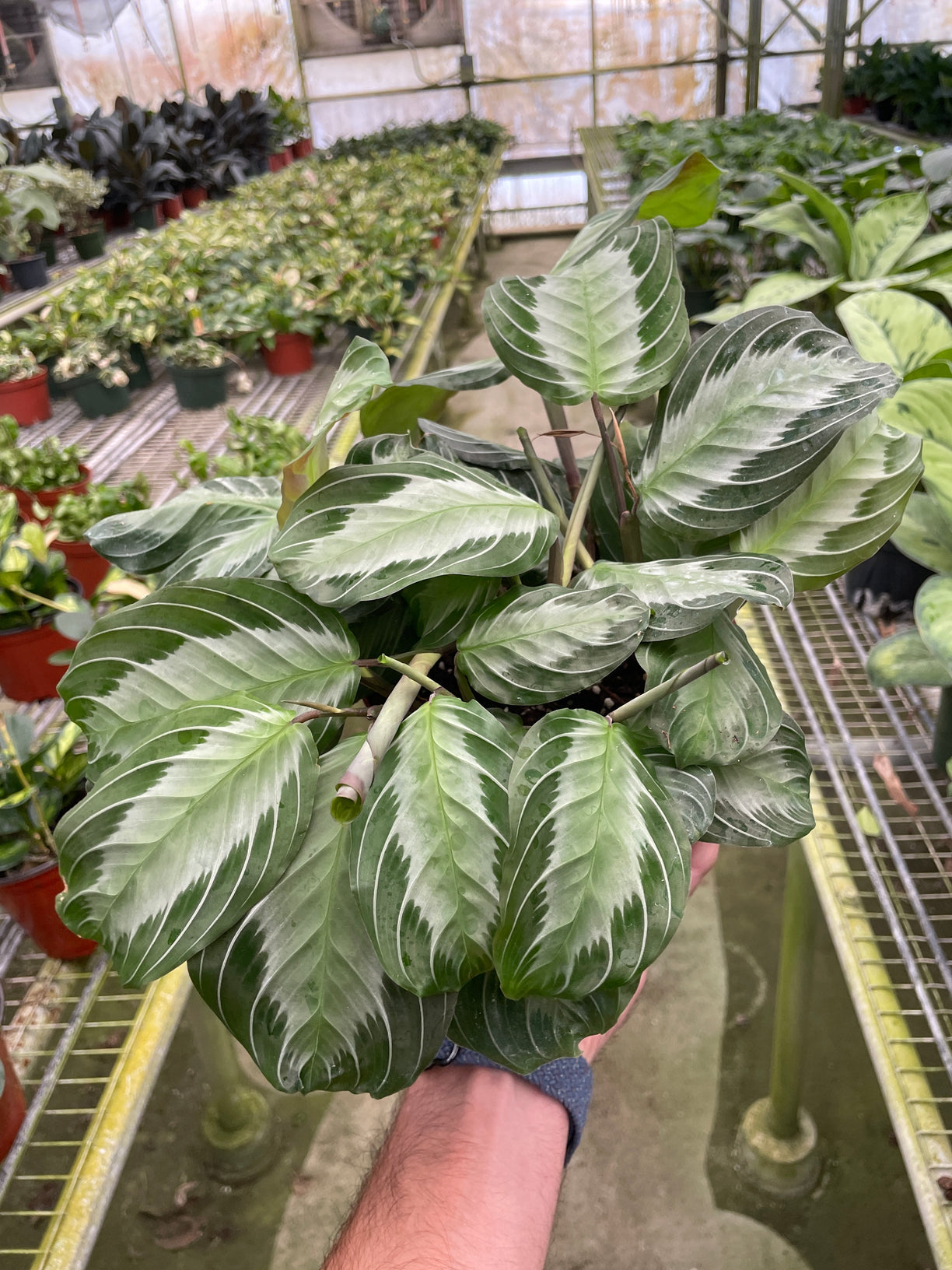 Maranta 'Silver Band' 4” NURSERY POT ONLY