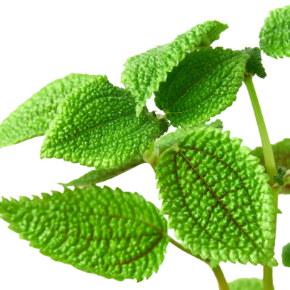 Pilea 'Moon Valley' 4” NURSERY POT ONLY