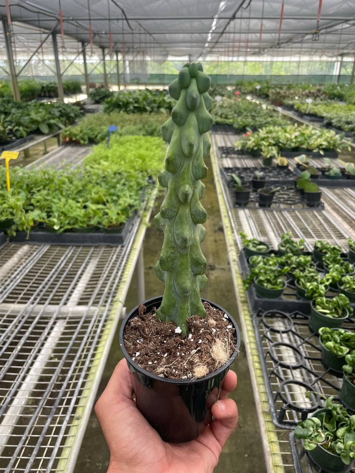 Boobie Cactus 4” NURSERY POT ONLY