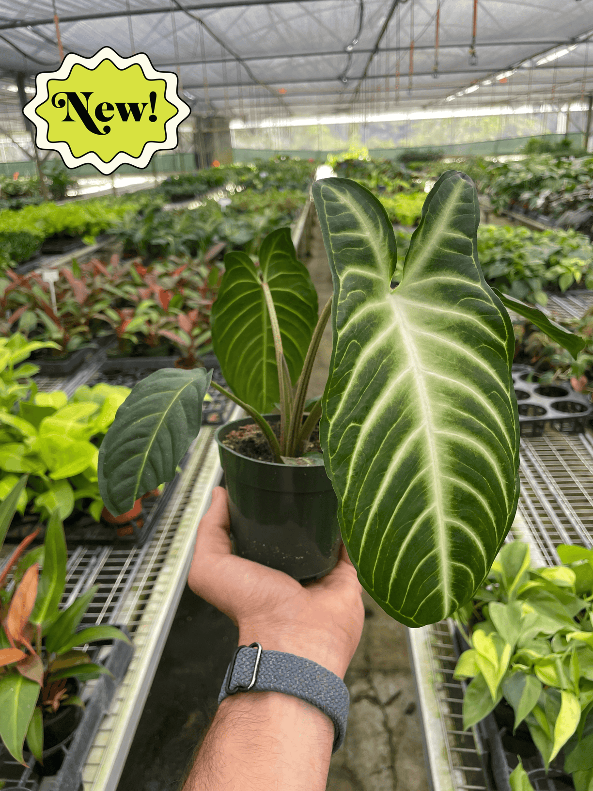 Xanthosoma 'Lendenii' 4” NURSERY POT ONLY