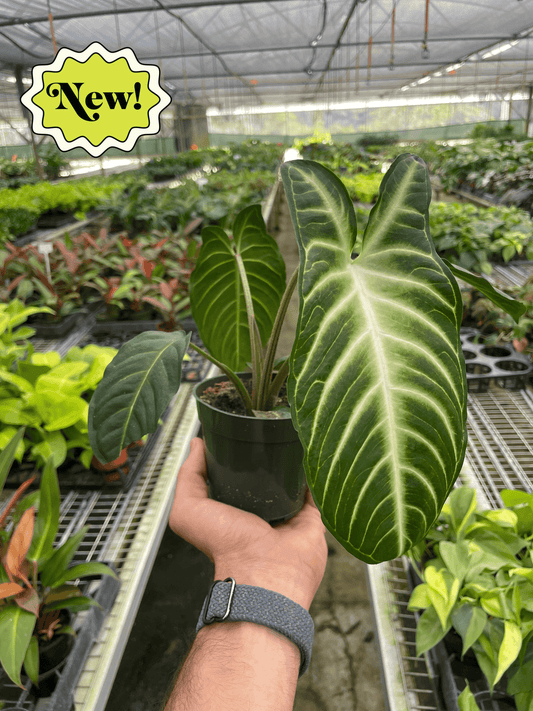 Xanthosoma 'Lendenii' 4” NURSERY POT ONLY