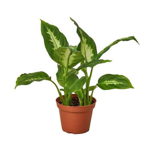 Dieffenbachia Camille 4" NURSERY POT ONLY