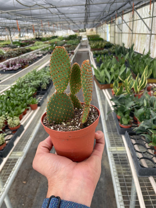 Opuntia 'Microdasys' (Bunny Ear Cactus) 4” NURSERY POT ONLY
