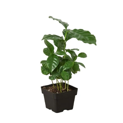 Arabica Coffee 3” NURSERY POT ONLY