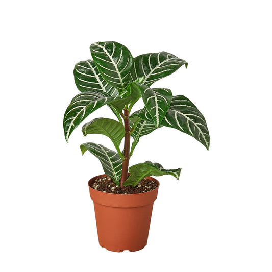 Zebra 'Aphelandra' 4” NURSERY POT ONLY