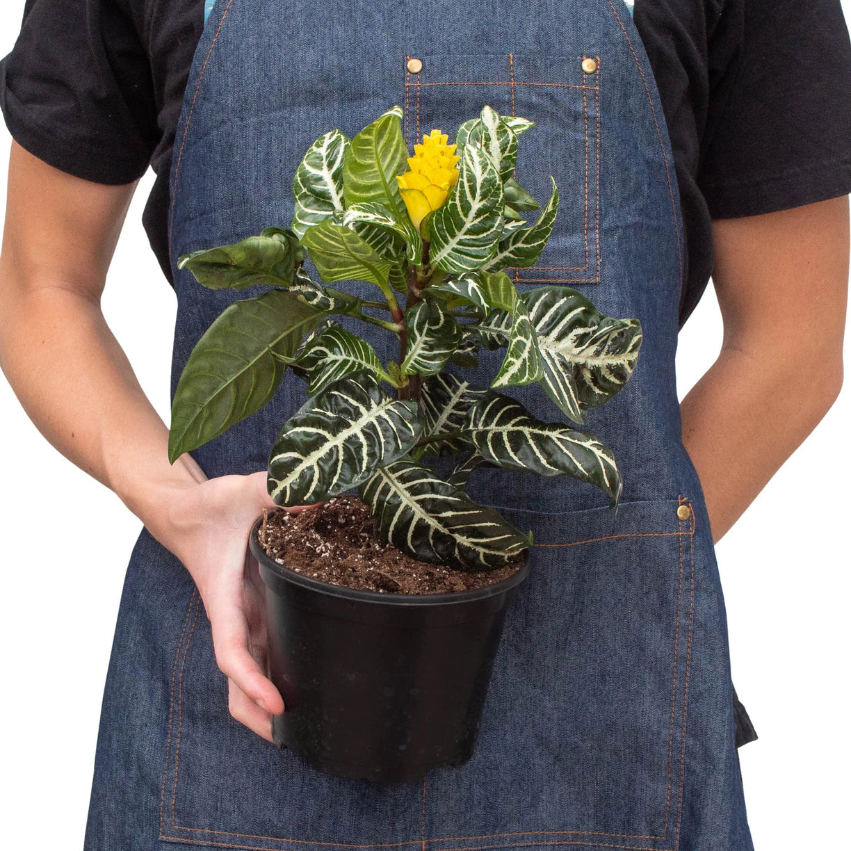 Zebra 'Aphelandra' 4” NURSERY POT ONLY