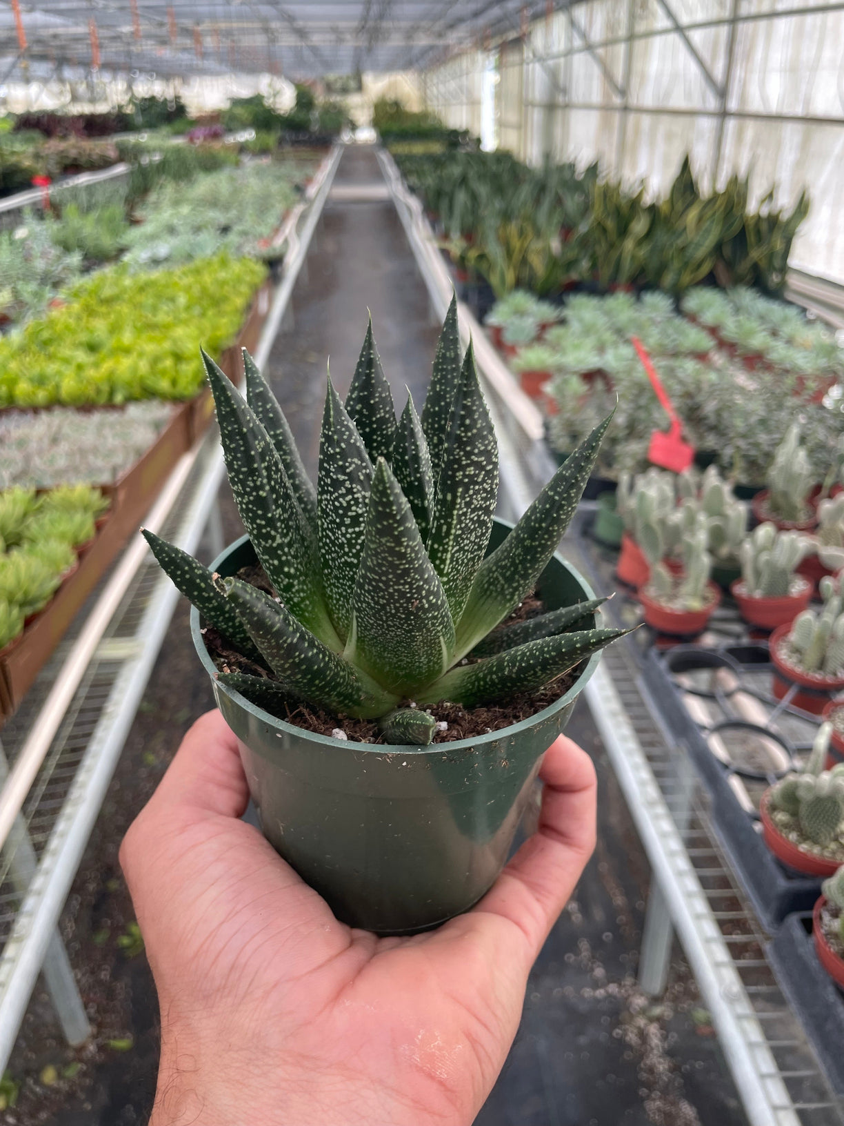 Succulent Gasteria Durban 3” NURSERY POT ONLY