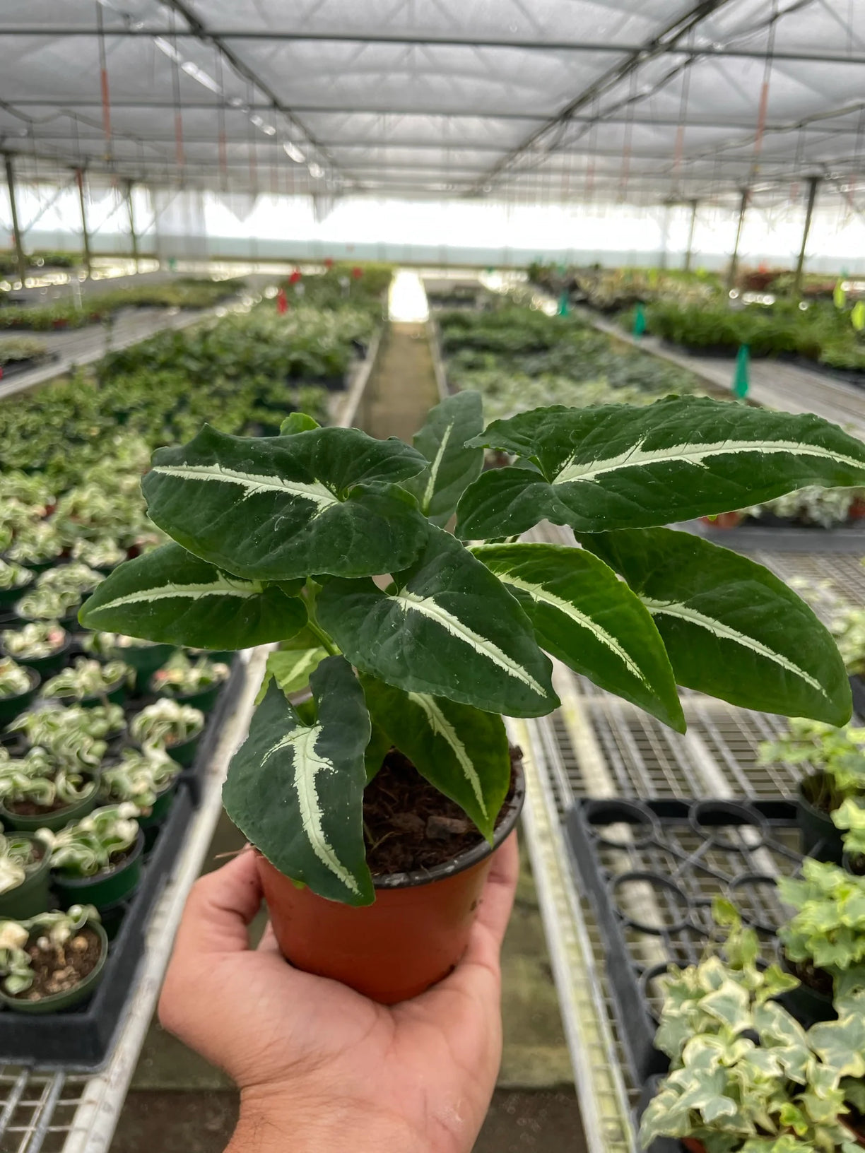 Syngonium wendlandii 'Black Velvet' 4” NURSERY POT ONLY