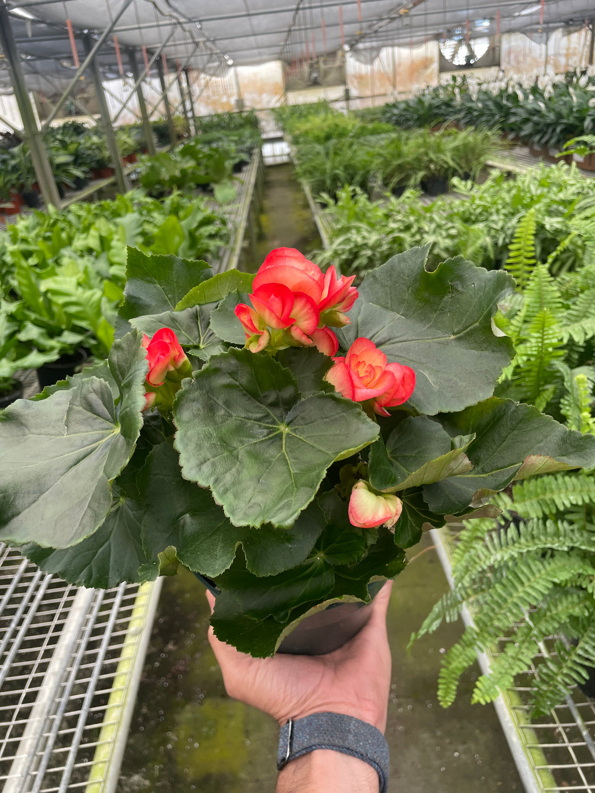 Begonia 'Reiger' 6” NURSERY POT OMLY