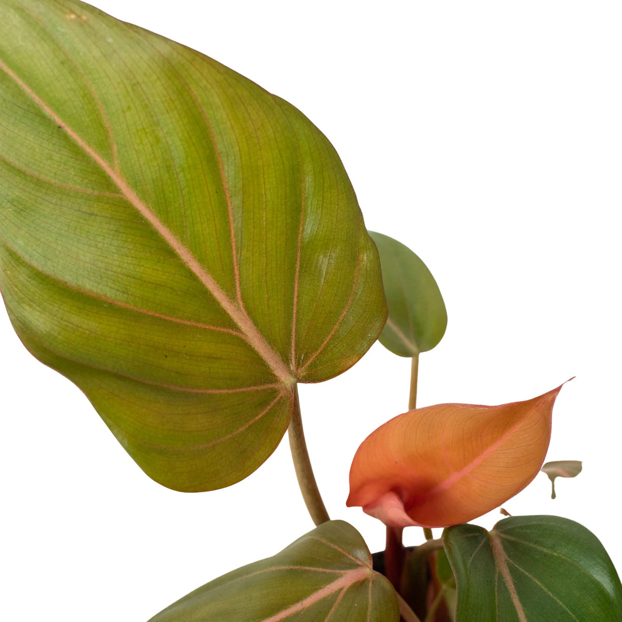 Philodendron 'Summer Glory' 4” NURSERY POT ONLY