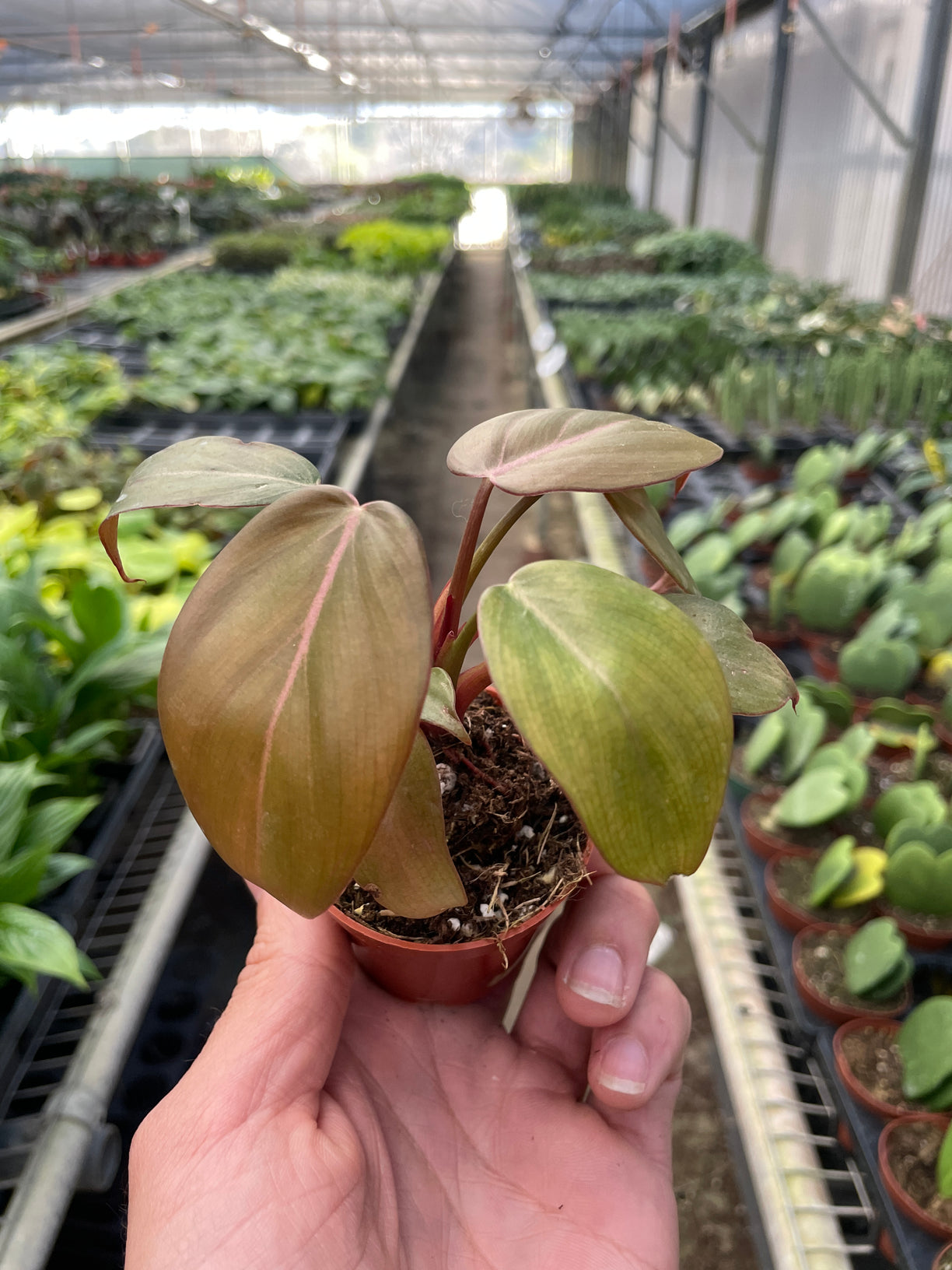Philodendron 'Summer Glory' 4” NURSERY POT ONLY