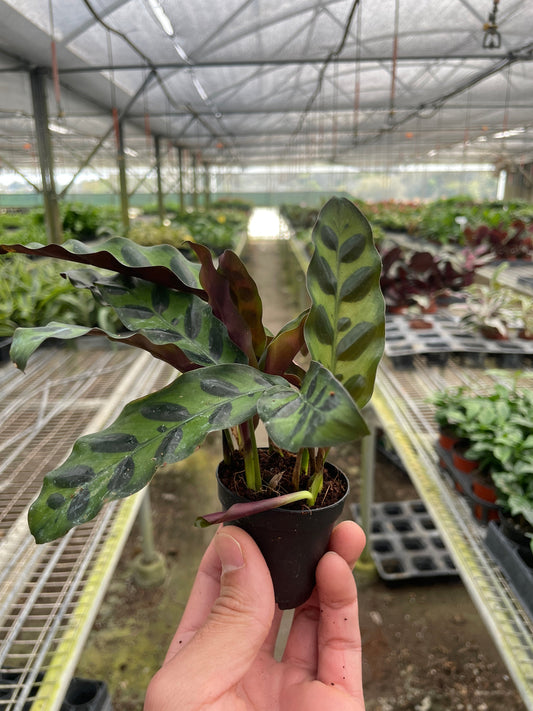 Calathea Lancifolia 'Rattlesnake' 4" Pot - NURSERY POT ONLY