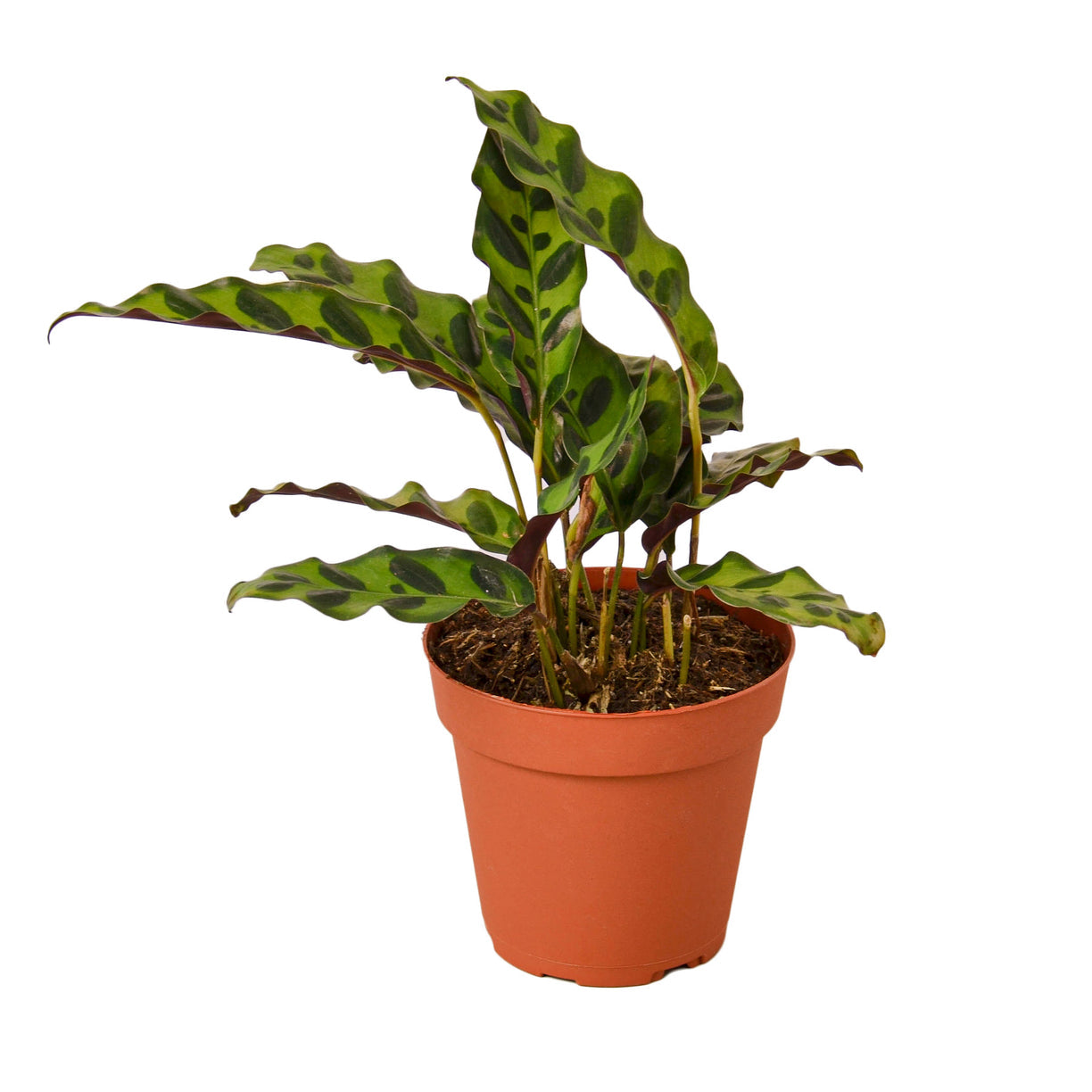 Calathea Lancifolia 'Rattlesnake' 4" Pot - NURSERY POT ONLY