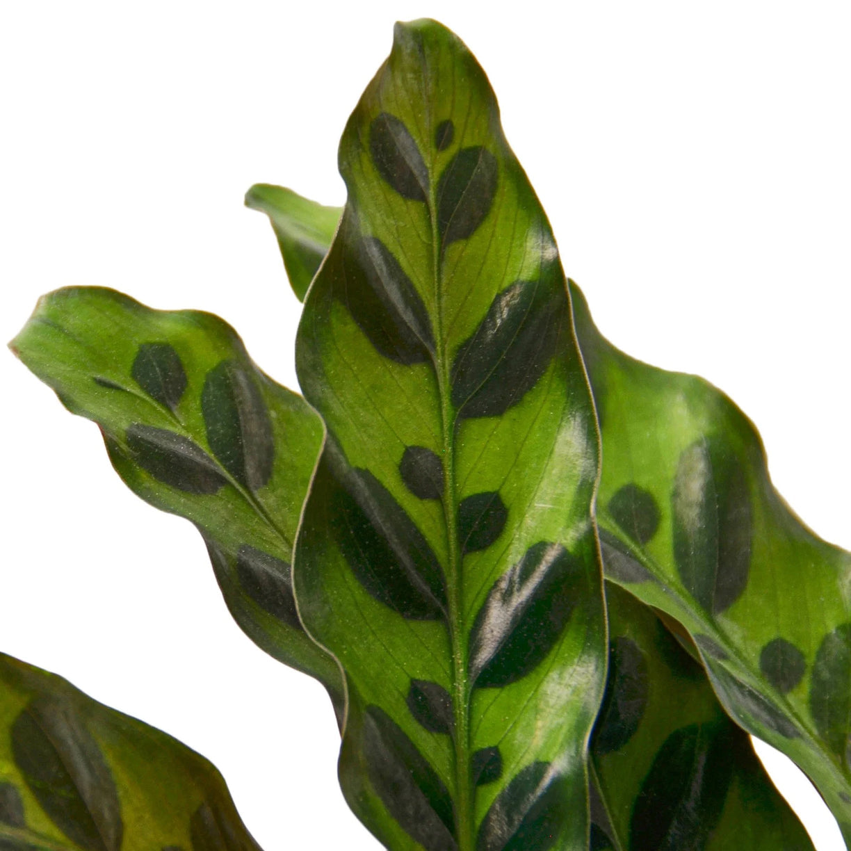 Calathea Lancifolia 'Rattlesnake' 4" Pot - NURSERY POT ONLY