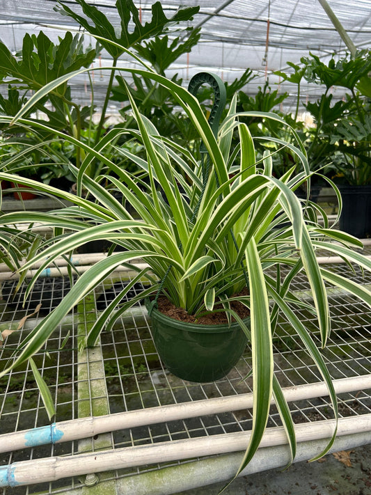 Spider Plant Reverse - 4" Pot - NURSERY POT ONLY