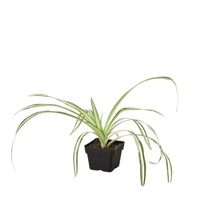 Spider Plant Reverse - 4" Pot - NURSERY POT ONLY