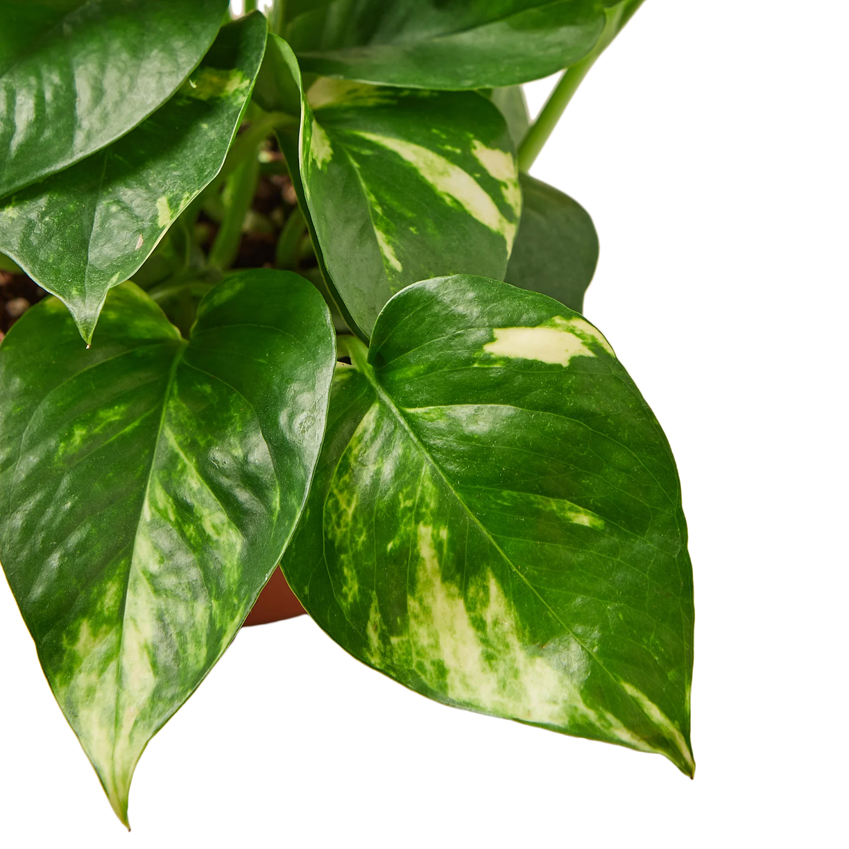 Pothos 'Golden' - 4" Pot - NURSERY POT ONLY