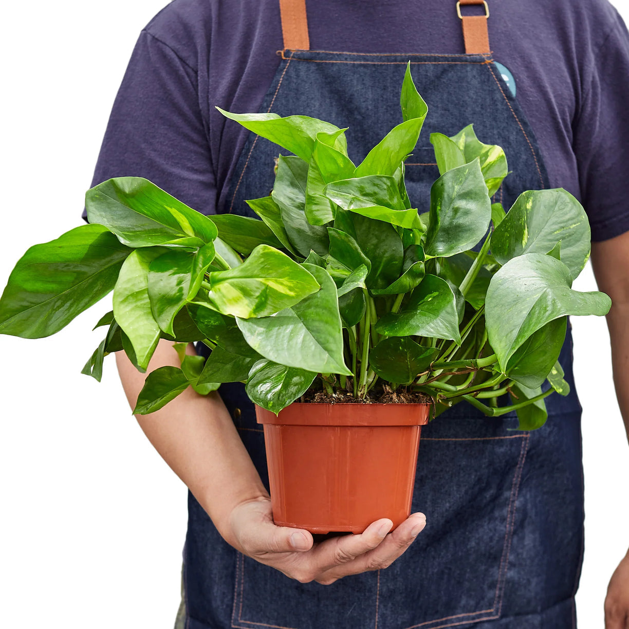Pothos 'Golden' - 4" Pot - NURSERY POT ONLY