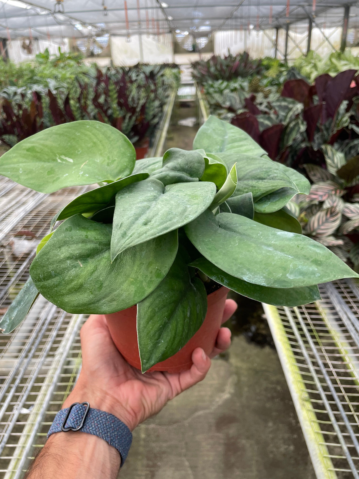 Pothos Jade Satin - 4” NURSERY POT ONLY
