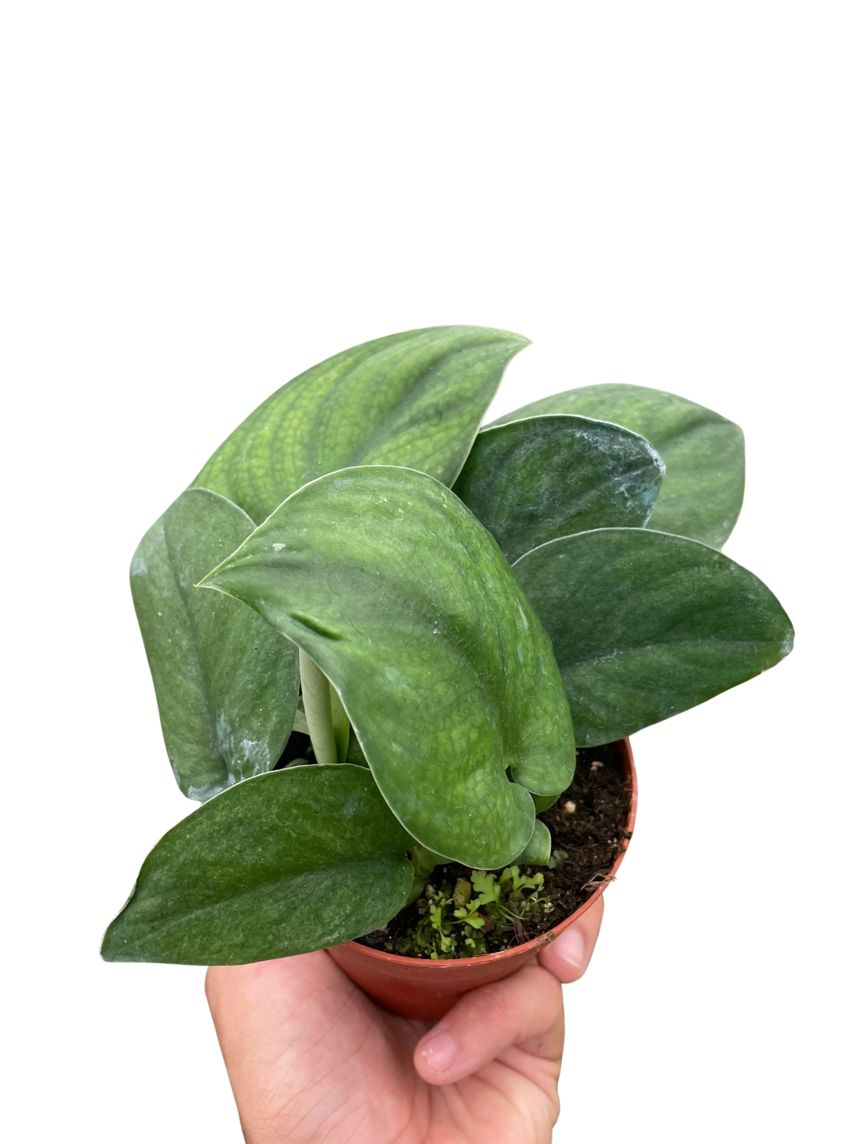 Pothos Jade Satin - 4” NURSERY POT ONLY