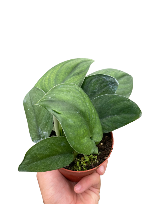 Pothos Jade Satin - 4” NURSERY POT ONLY