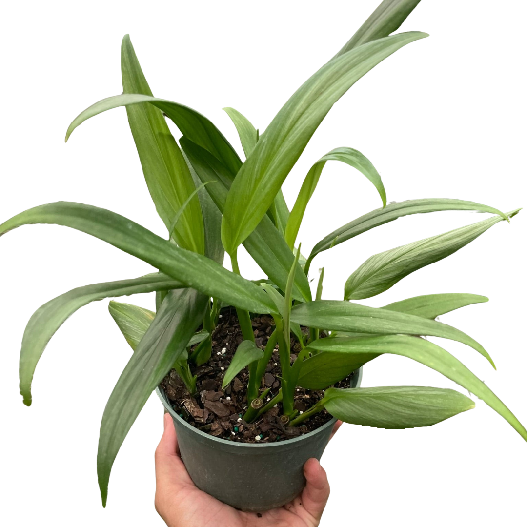 Pothos 'Silver Streak' 4” NURSERY POT ONLY