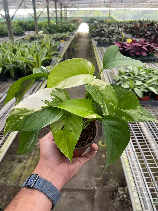 Pothos 'Albo Variegata' - 4” NURSERY POT ONLY
