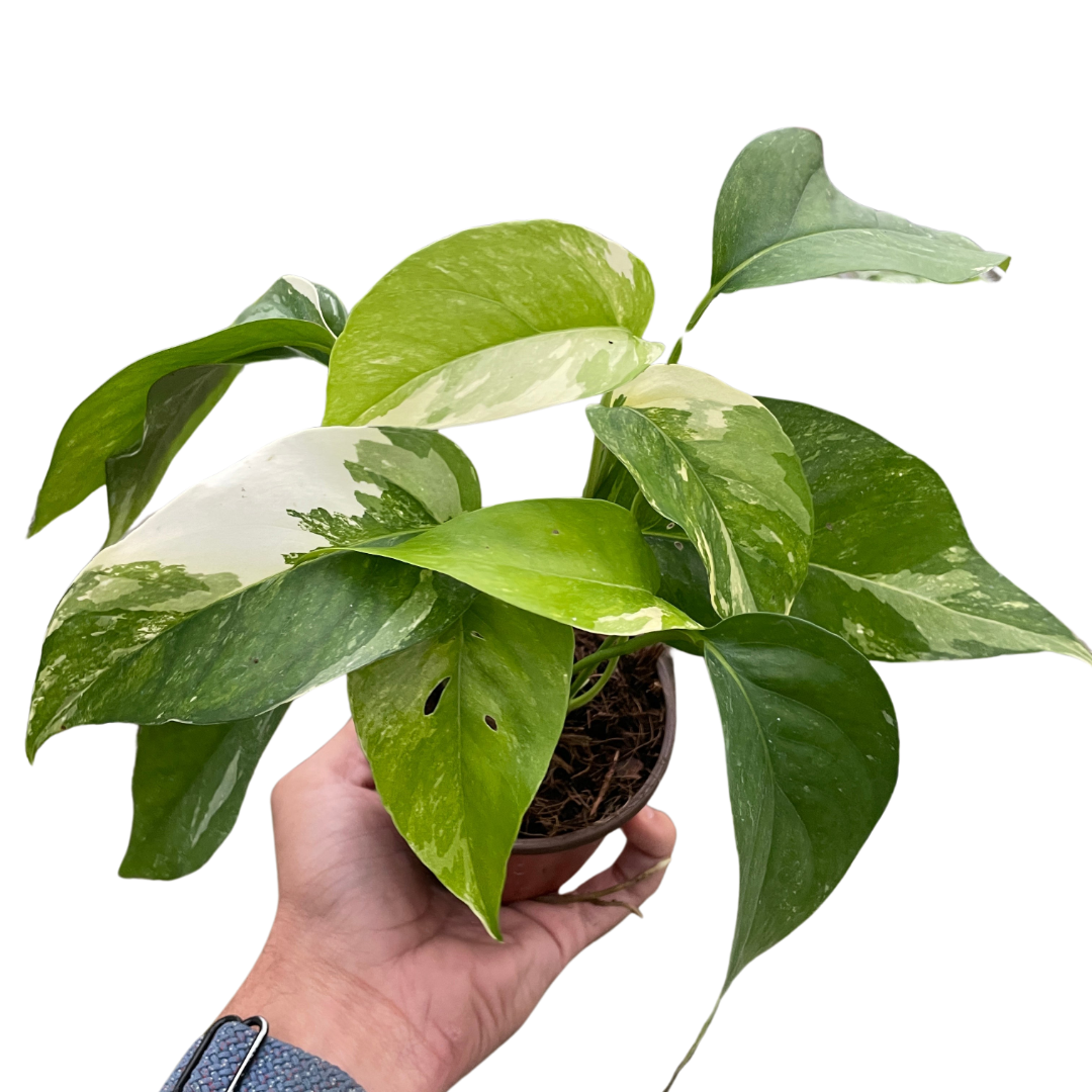 Pothos 'Albo Variegata' - 4” NURSERY POT ONLY