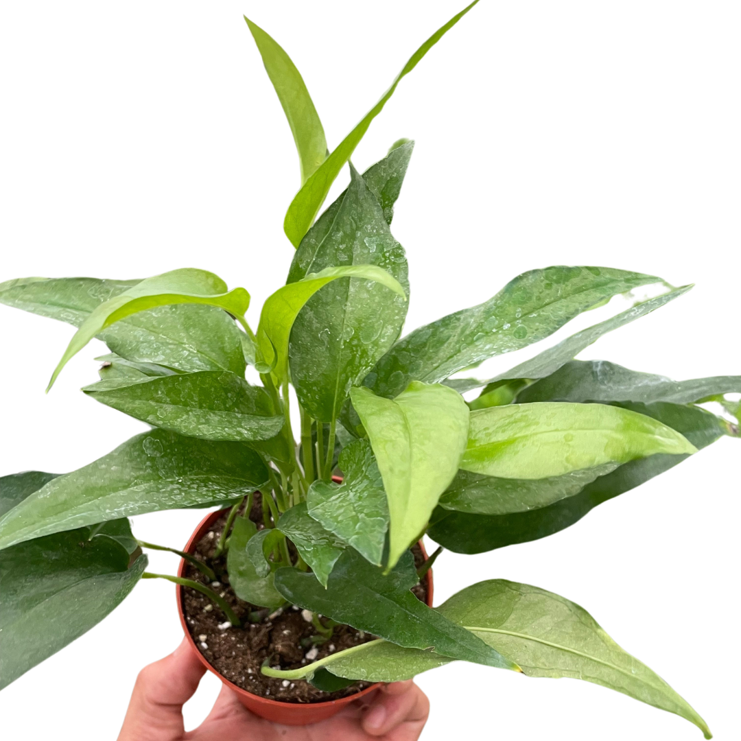 Pothos Skeleton Key - 4” NURSERY POT ONLY