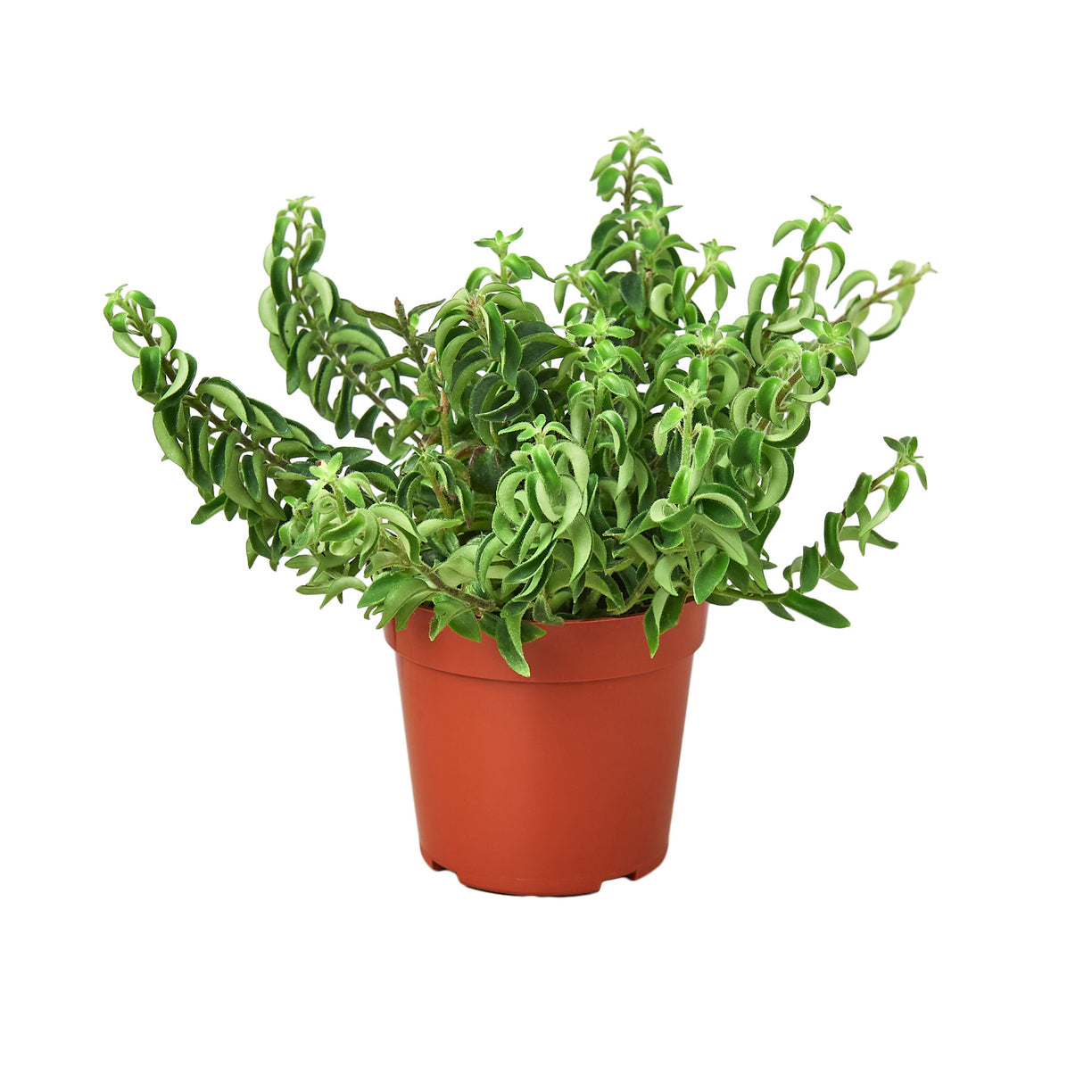Curly Lipstick Plant - 4” NURSERY POT ONLY