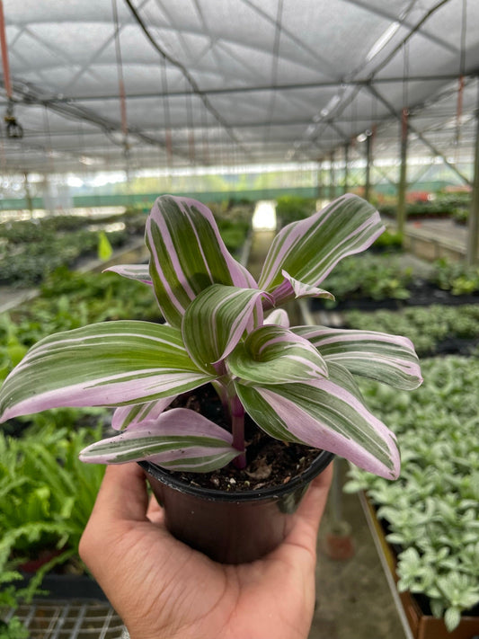 Tradescantia 'Nanouk' - 4” NURSERY POT ONLY