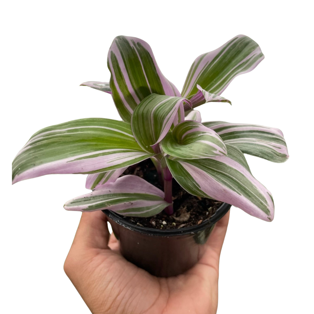 Tradescantia 'Nanouk' - 4” NURSERY POT ONLY