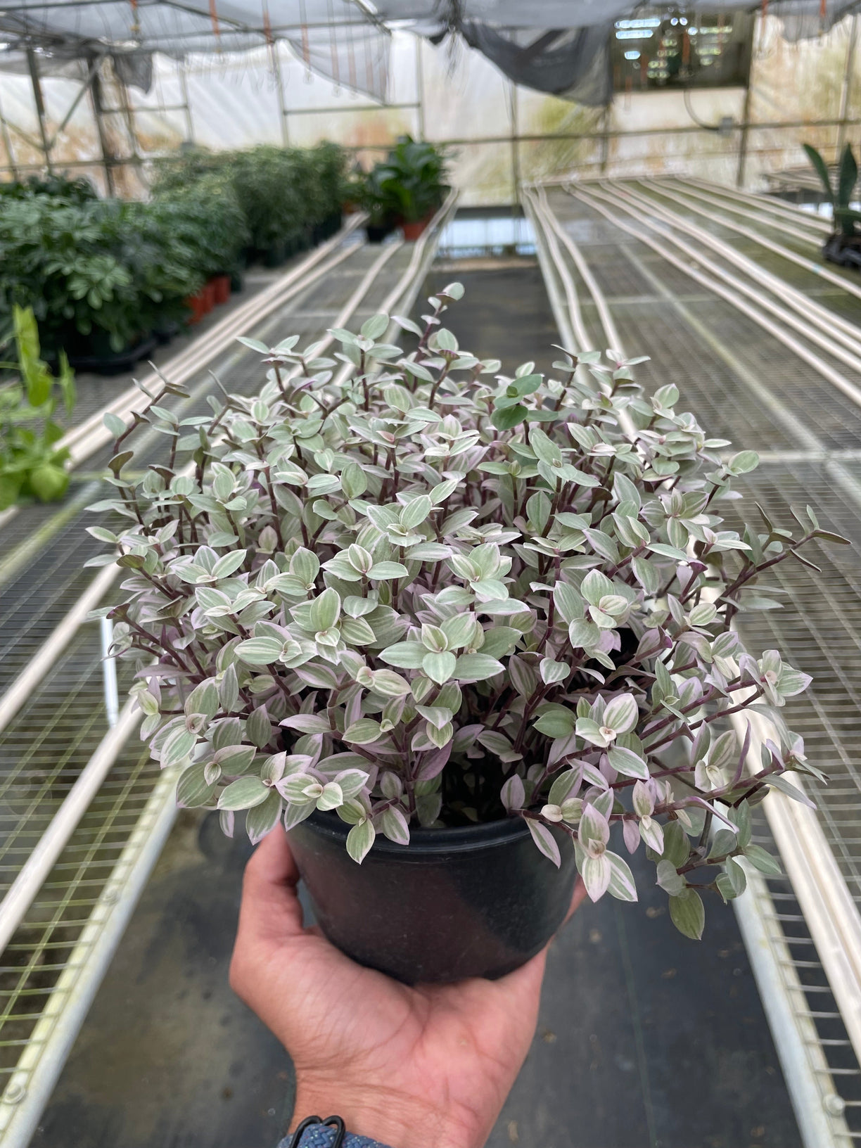 Tradescantia Callisia 'Pink Panther' - 4” NURSERY POT ONLY