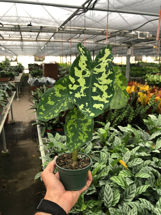 Alocasia 'Hilo Beauty' - 4” NURSERY POT ONLY