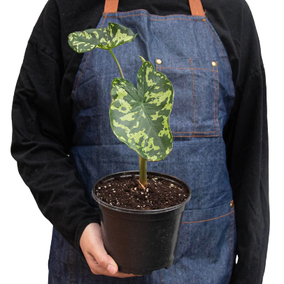 Alocasia 'Hilo Beauty' - 4” NURSERY POT ONLY