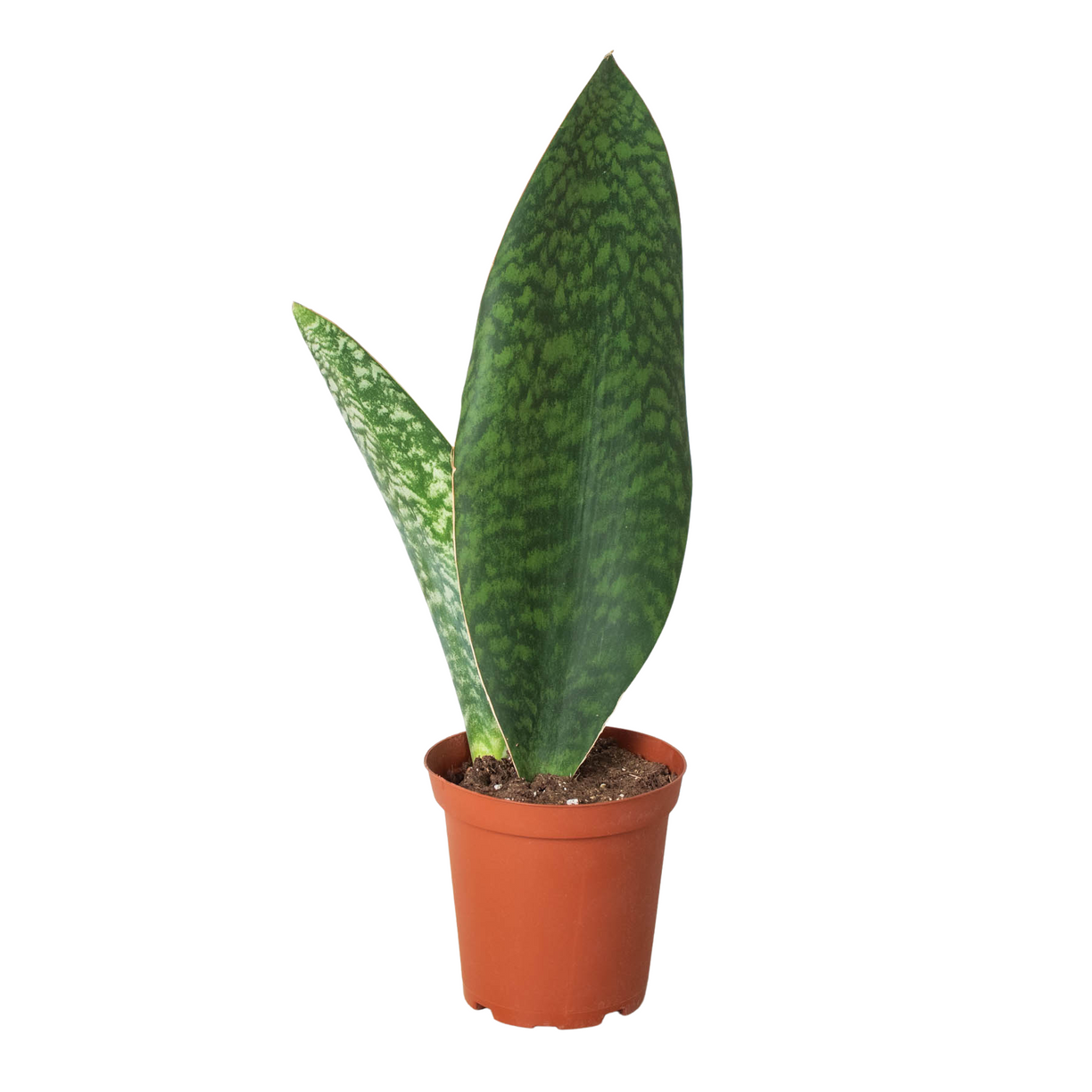 Shark Fin Snake Plant - 4” NURSERY POT ONLY