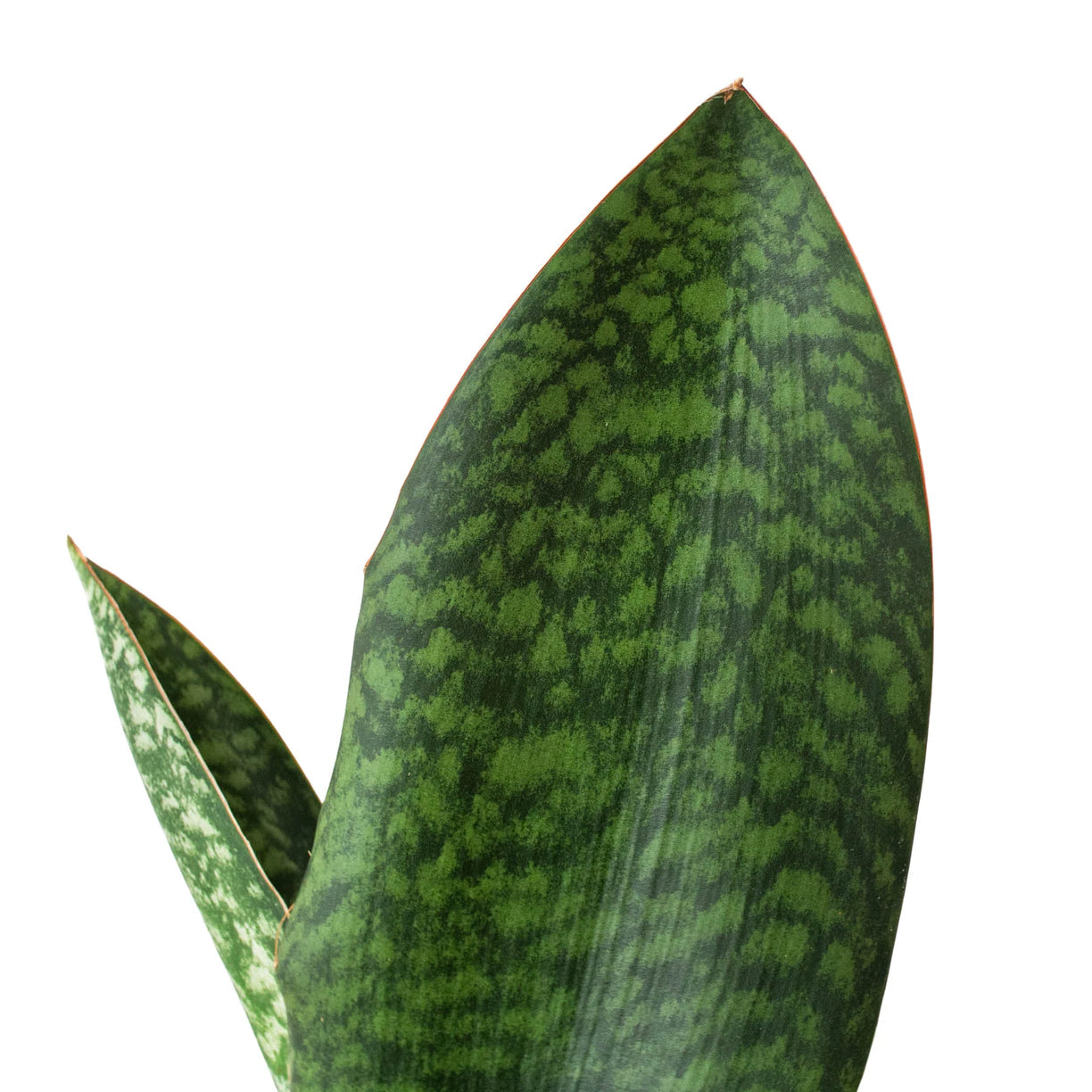 Shark Fin Snake Plant - 4” NURSERY POT ONLY