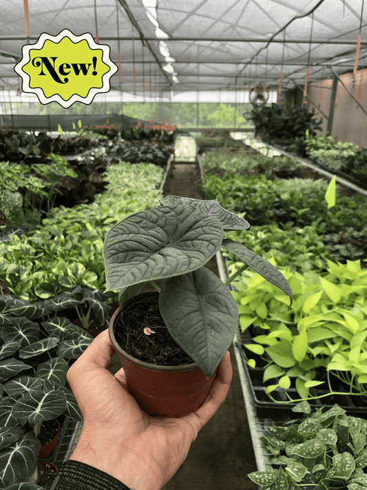 Alocasia 'Melo' - 4” NURSERY POT ONLY