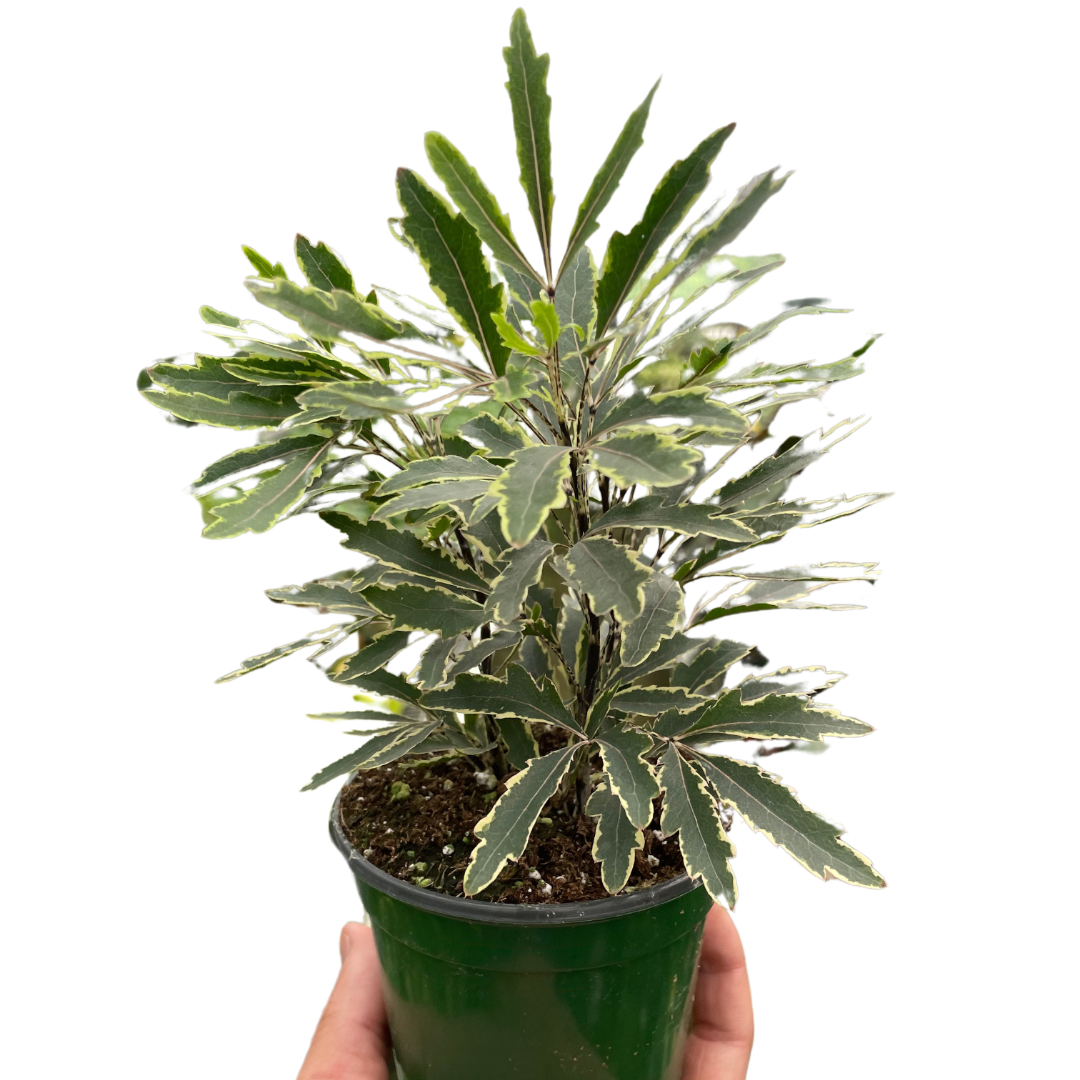 Aralia 'Bianca' - 4” NURSERY POT ONLY